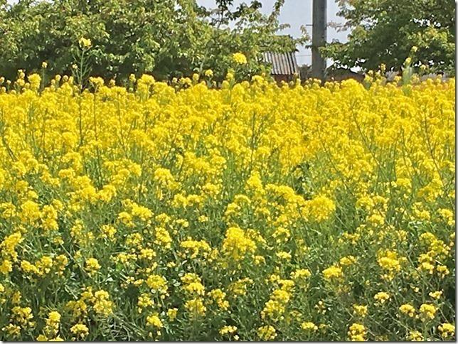 一面に広がる黄色い菜の花の写真